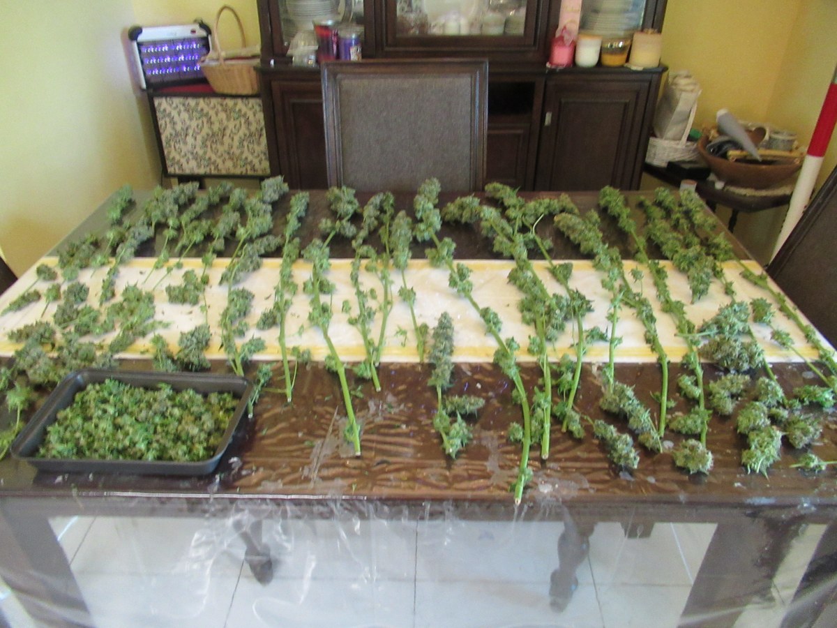 bbs-grow-diaries/blimburnseeds-com/user-42532/a7d80736ddbf1d1e