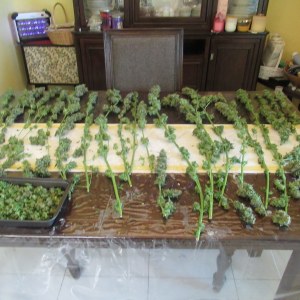 bbs-grow-diaries/blimburnseeds-com/user-42532/a7d80736ddbf1d1e