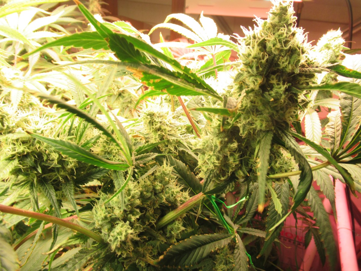 bbs-grow-diaries/blimburnseeds-com/user-42532/ac5709dc44fa39a4