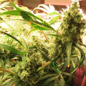bbs-grow-diaries/blimburnseeds-com/user-42532/ac5709dc44fa39a4
