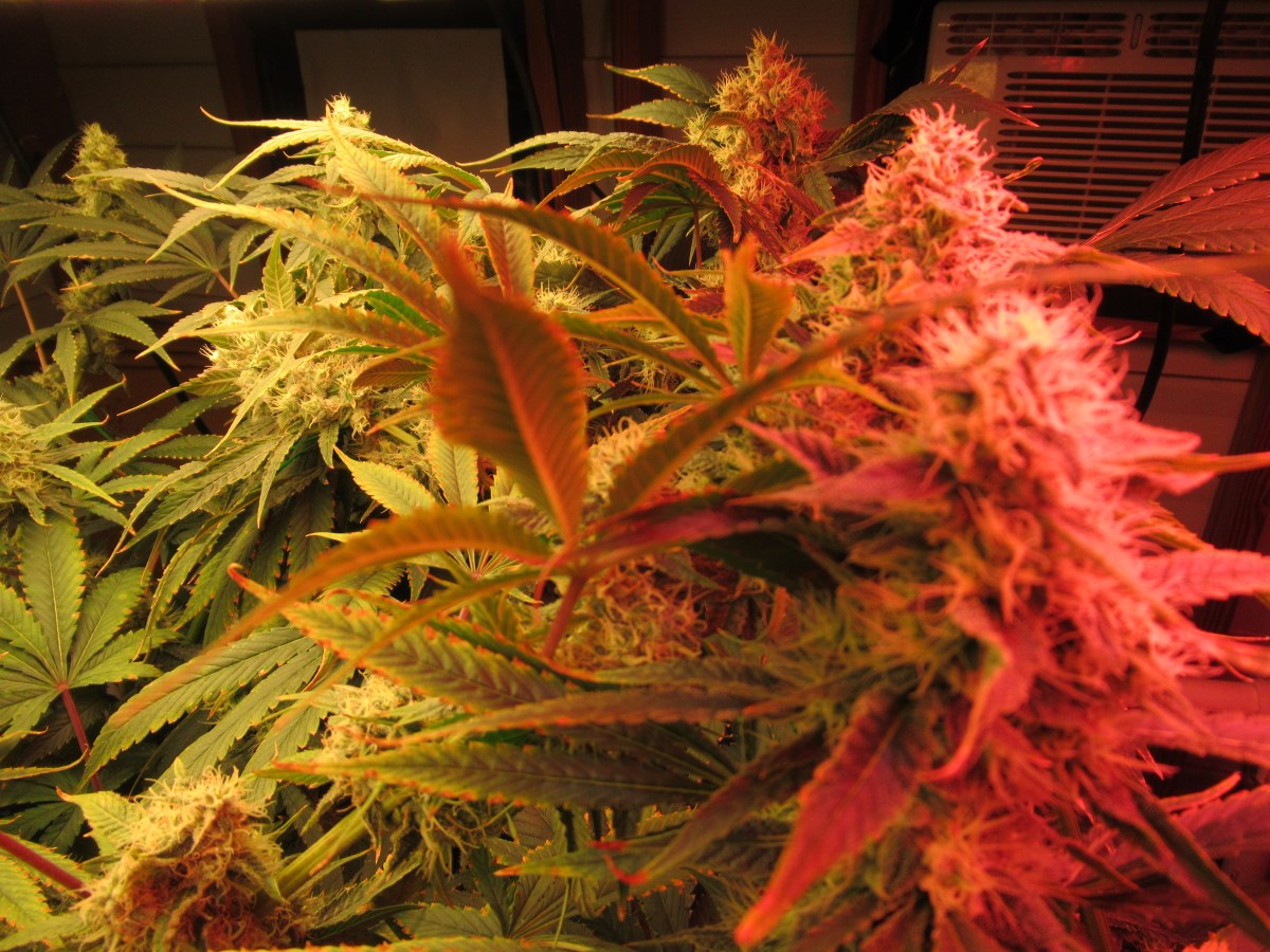 bbs-grow-diaries/blimburnseeds-com/user-42532/bf704e4c646ebb21