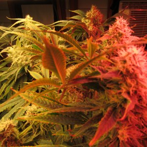bbs-grow-diaries/blimburnseeds-com/user-42532/bf704e4c646ebb21