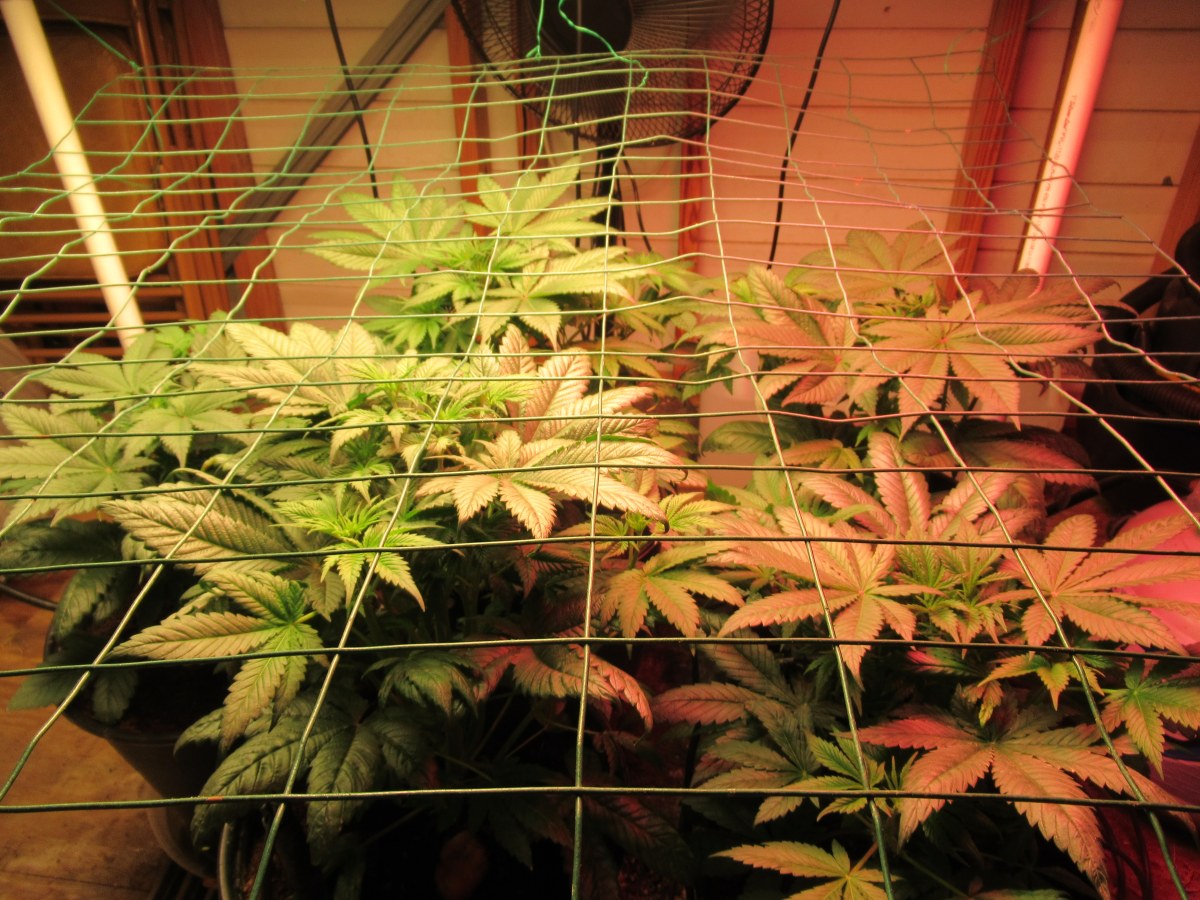 bbs-grow-diaries/blimburnseeds-com/user-42532/c0cadf8564c3a5c5