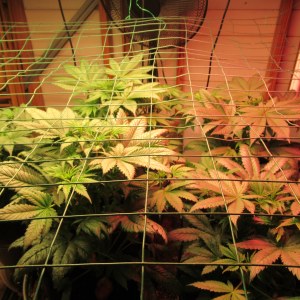 bbs-grow-diaries/blimburnseeds-com/user-42532/c0cadf8564c3a5c5