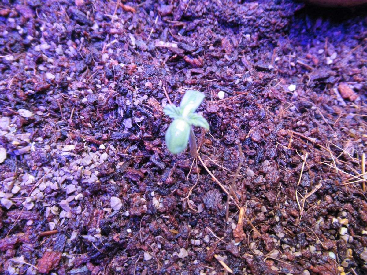 bbs-grow-diaries/blimburnseeds-com/user-42532/c3a77420fa3e751e