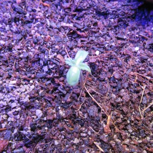 bbs-grow-diaries/blimburnseeds-com/user-42532/c3a77420fa3e751e