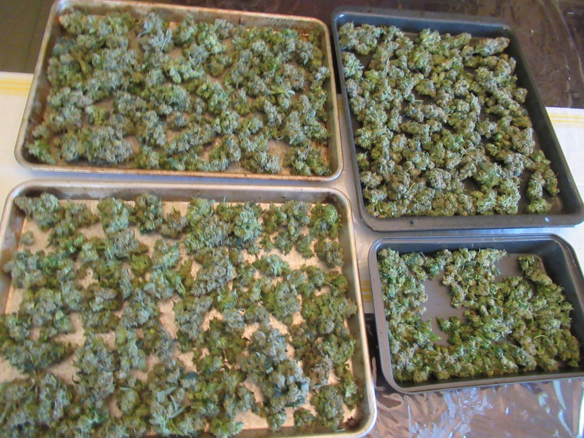 bbs-grow-diaries/blimburnseeds-com/user-42532/c7742038ddfe1b21
