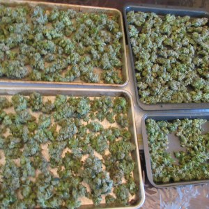bbs-grow-diaries/blimburnseeds-com/user-42532/c7742038ddfe1b21