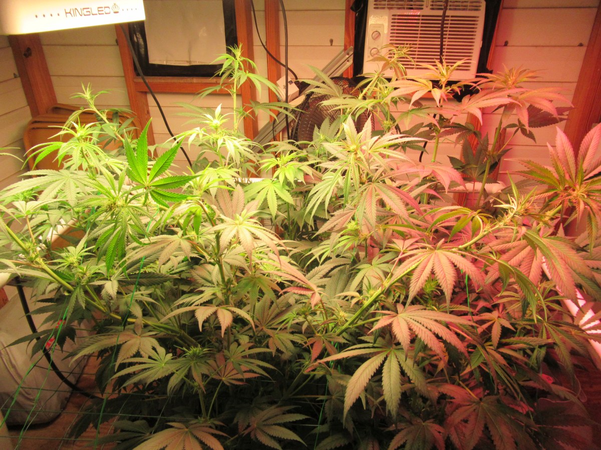 bbs-grow-diaries/blimburnseeds-com/user-42532/e0b80218ff172188