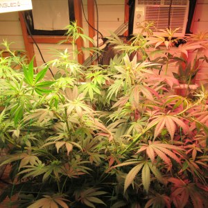 bbs-grow-diaries/blimburnseeds-com/user-42532/e0b80218ff172188