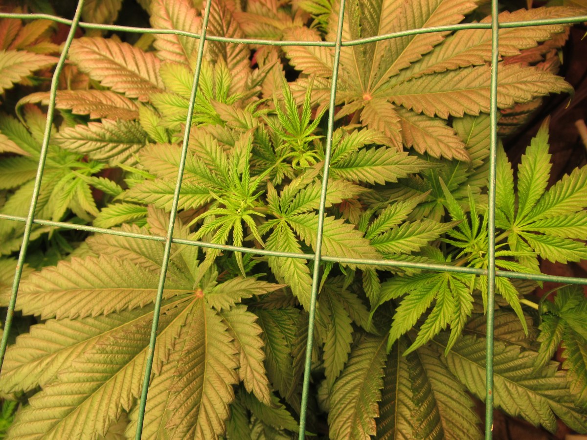 bbs-grow-diaries/blimburnseeds-com/user-42532/e3425f017d0c2522