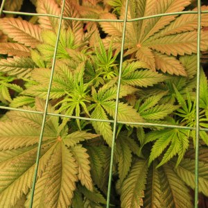 bbs-grow-diaries/blimburnseeds-com/user-42532/e3425f017d0c2522