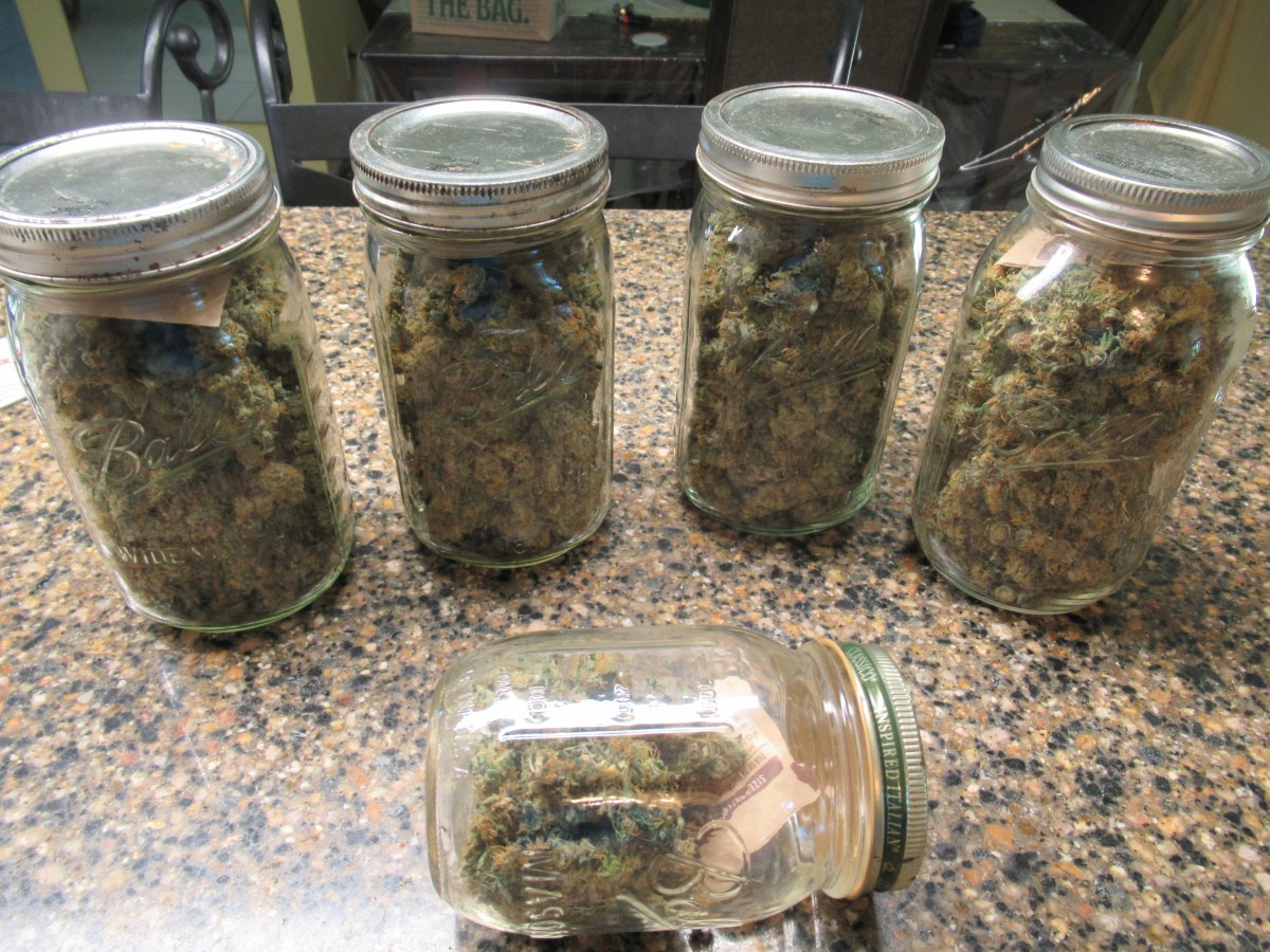 bbs-grow-diaries/blimburnseeds-com/user-42532/f5ae58e81c9bf035