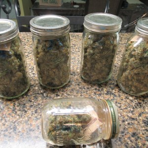 bbs-grow-diaries/blimburnseeds-com/user-42532/f5ae58e81c9bf035