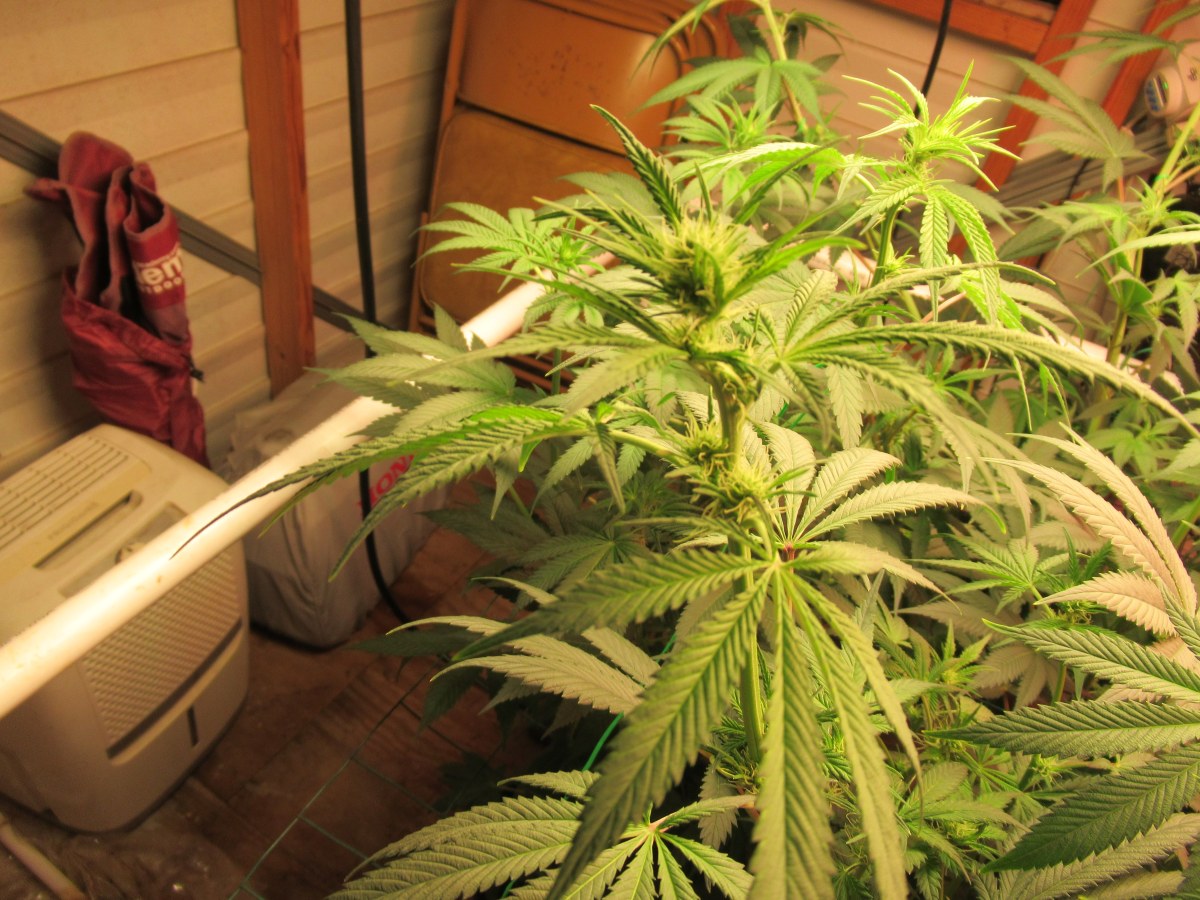 bbs-grow-diaries/blimburnseeds-com/user-42532/fb60cba64f73397b