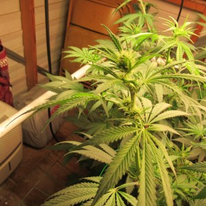 bbs-grow-diaries/blimburnseeds-com/user-42532/fb60cba64f73397b