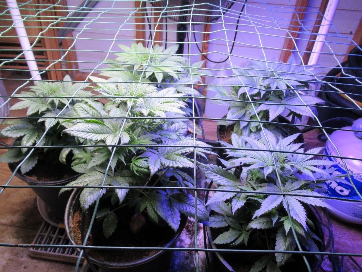 bbs-grow-diaries/blimburnseeds-com/user-42532/ffddc3b082f329be