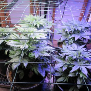 bbs-grow-diaries/blimburnseeds-com/user-42532/ffddc3b082f329be