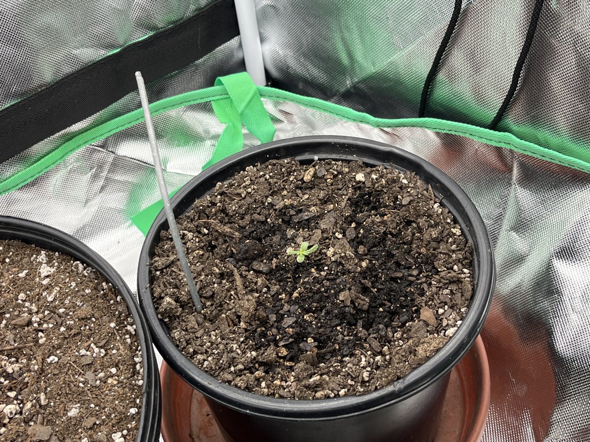 bbs-grow-diaries/blimburnseeds-com/user-42850/464861da49f9691f
