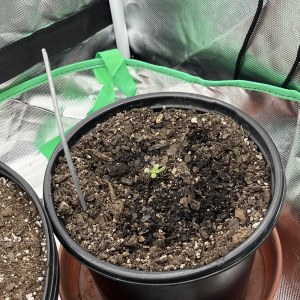 bbs-grow-diaries/blimburnseeds-com/user-42850/464861da49f9691f