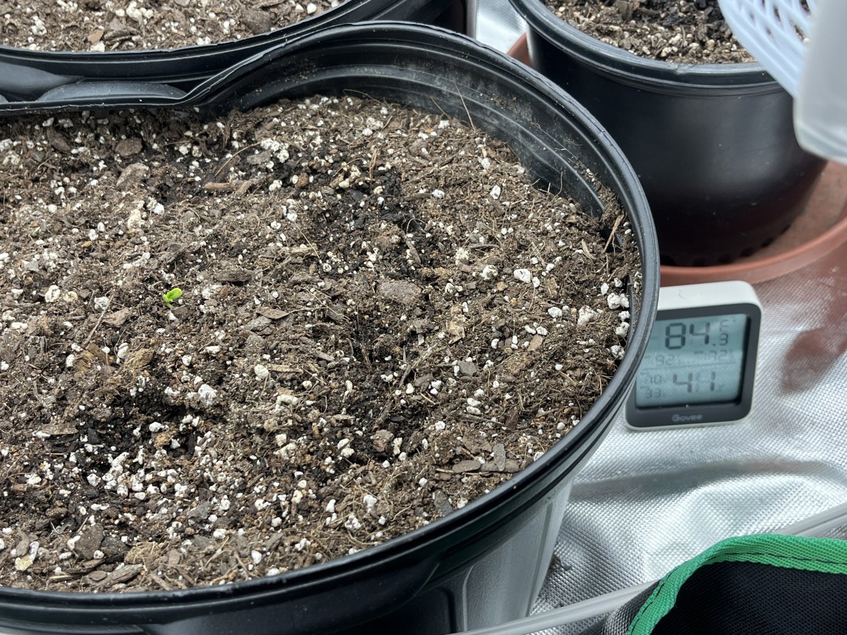 bbs-grow-diaries/blimburnseeds-com/user-42850/a3712b97b202b09c
