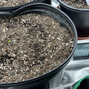 bbs-grow-diaries/blimburnseeds-com/user-42850/a3712b97b202b09c