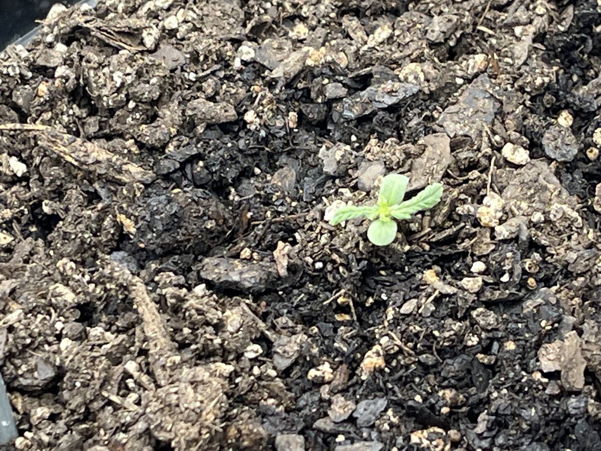bbs-grow-diaries/blimburnseeds-com/user-42850/cee5e17d01800ddd