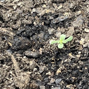 bbs-grow-diaries/blimburnseeds-com/user-42850/cee5e17d01800ddd