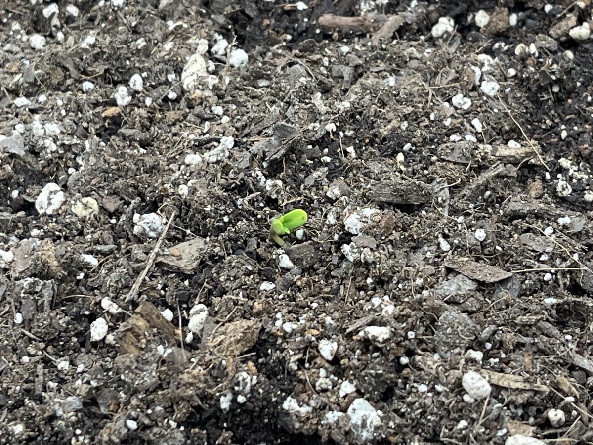 bbs-grow-diaries/blimburnseeds-com/user-42850/f7b08069c2c48a2f