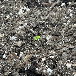 bbs-grow-diaries/blimburnseeds-com/user-42850/f7b08069c2c48a2f