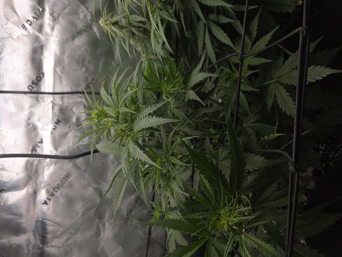 bbs-grow-diaries/blimburnseeds-com/user-43321/96eddc6627592bdc