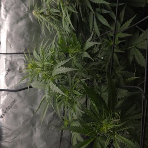 bbs-grow-diaries/blimburnseeds-com/user-43321/96eddc6627592bdc
