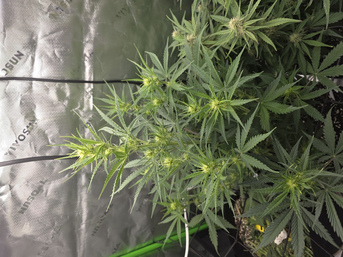 bbs-grow-diaries/blimburnseeds-com/user-43321/991d9ac30c1a199d