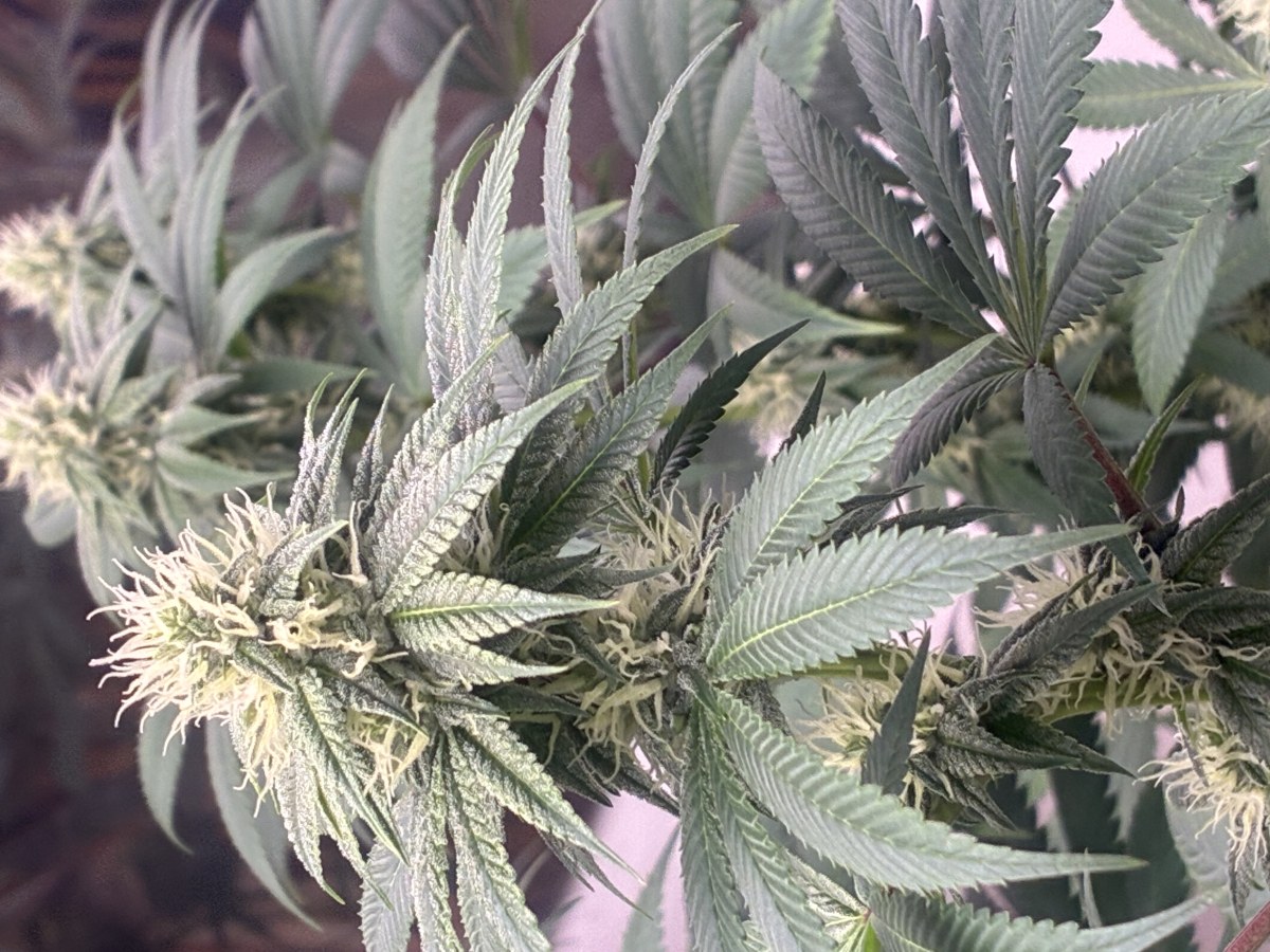 bbs-grow-diaries/blimburnseeds-com/user-44192/0ceba977e5432ac6