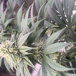 bbs-grow-diaries/blimburnseeds-com/user-44192/0ceba977e5432ac6