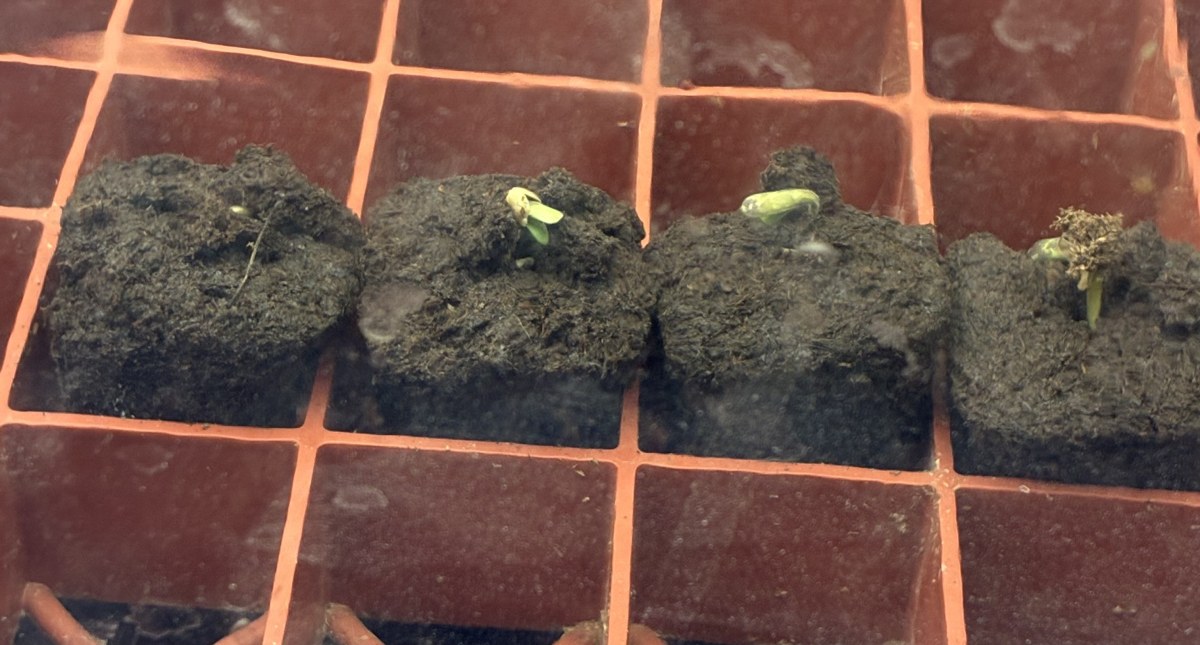 bbs-grow-diaries/blimburnseeds-com/user-44192/0fd98b4ace3d5c80