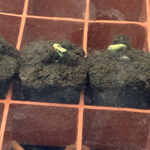 bbs-grow-diaries/blimburnseeds-com/user-44192/0fd98b4ace3d5c80