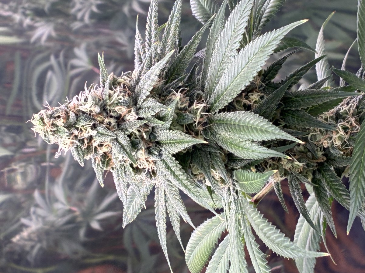 bbs-grow-diaries/blimburnseeds-com/user-44192/1cb1b55e41510e52