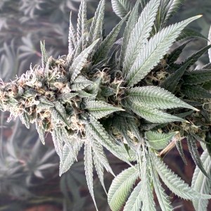 bbs-grow-diaries/blimburnseeds-com/user-44192/1cb1b55e41510e52