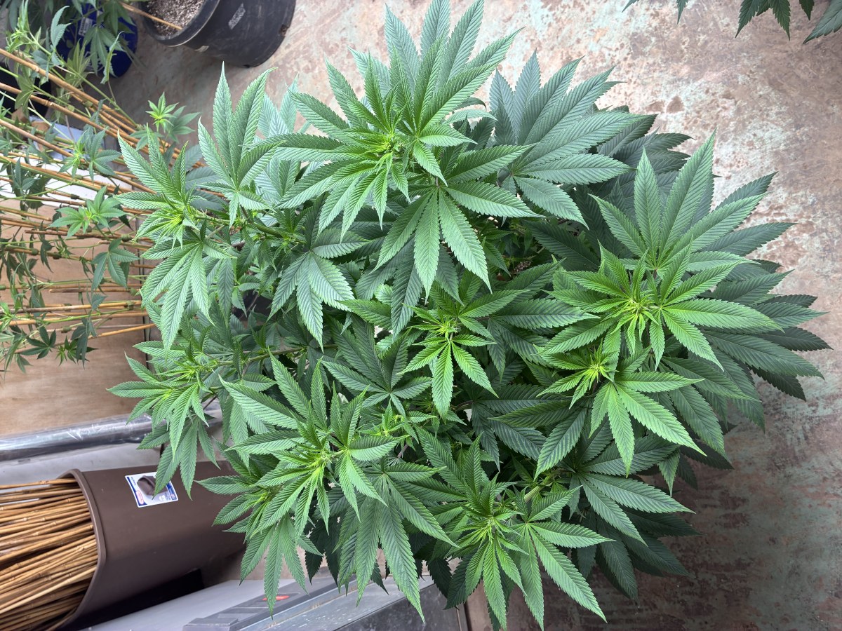 bbs-grow-diaries/blimburnseeds-com/user-44192/213af3e2496532c5