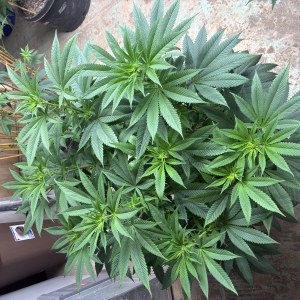 bbs-grow-diaries/blimburnseeds-com/user-44192/213af3e2496532c5