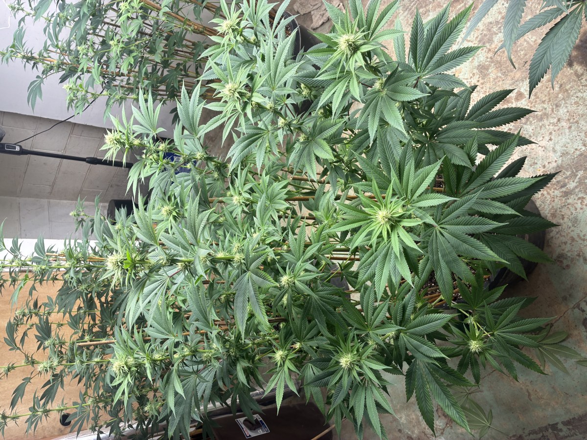 bbs-grow-diaries/blimburnseeds-com/user-44192/27ffa7e9dc894ac0