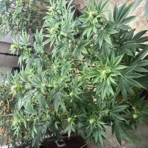 bbs-grow-diaries/blimburnseeds-com/user-44192/27ffa7e9dc894ac0