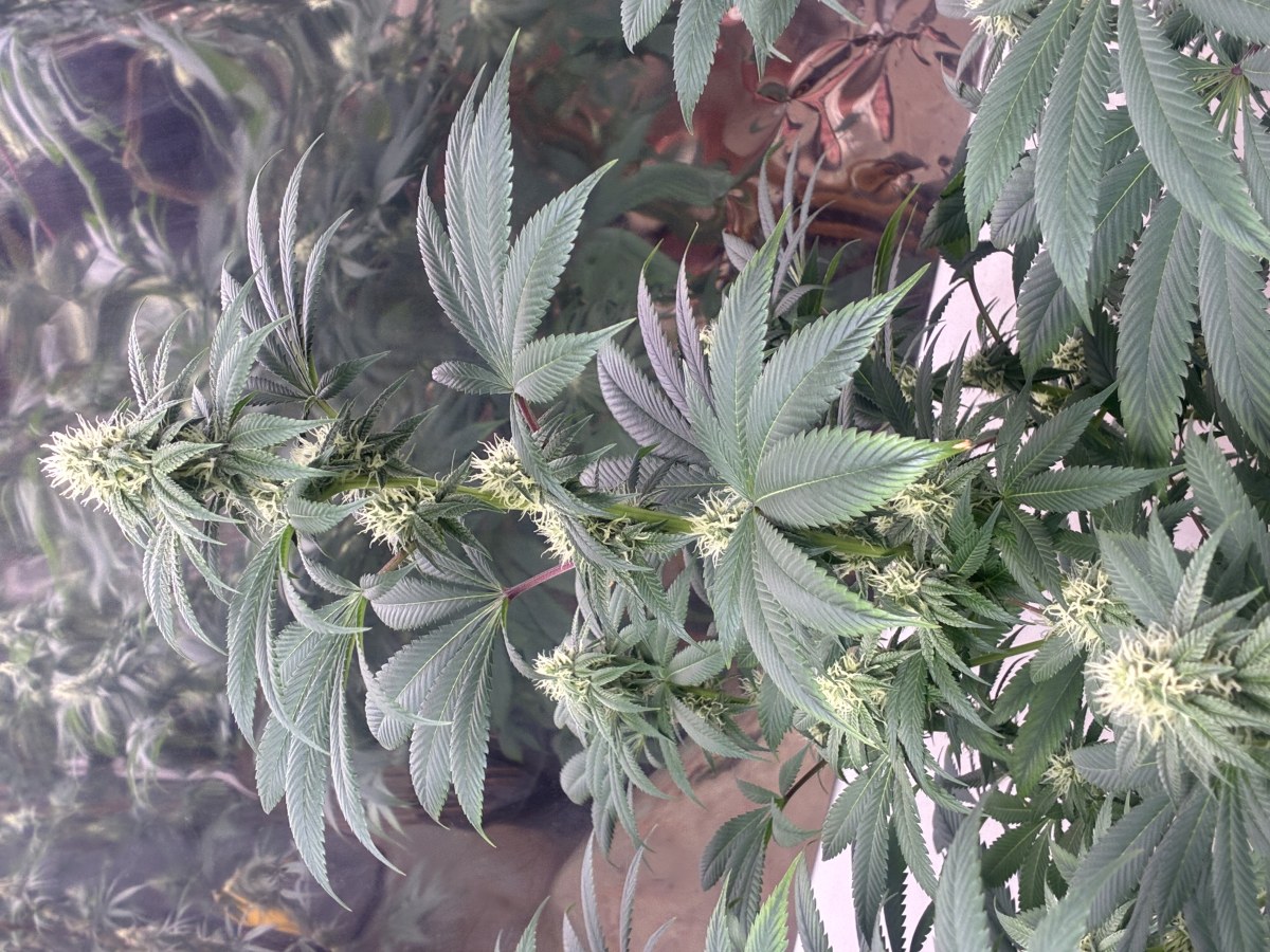bbs-grow-diaries/blimburnseeds-com/user-44192/2e38670346405c0c