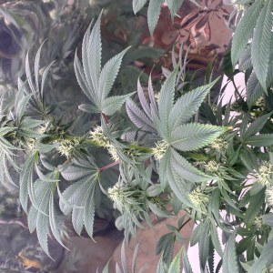 bbs-grow-diaries/blimburnseeds-com/user-44192/2e38670346405c0c