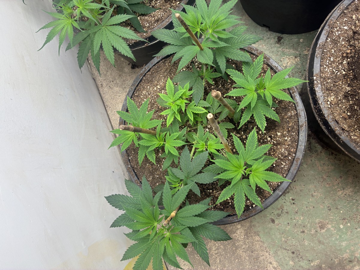 bbs-grow-diaries/blimburnseeds-com/user-44192/31b649f68d9b74da