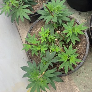 bbs-grow-diaries/blimburnseeds-com/user-44192/31b649f68d9b74da
