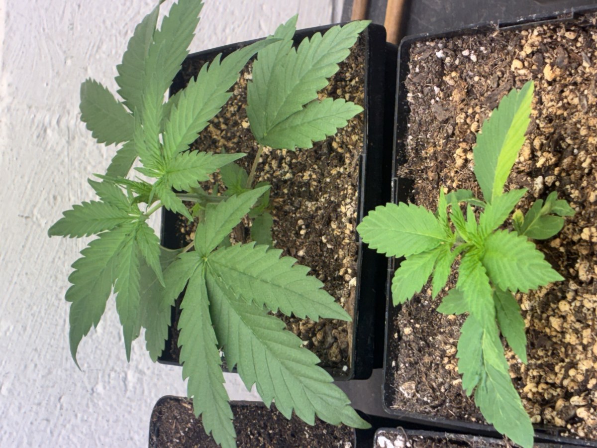 bbs-grow-diaries/blimburnseeds-com/user-44192/3226b5b851f2f48e
