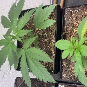 bbs-grow-diaries/blimburnseeds-com/user-44192/3226b5b851f2f48e