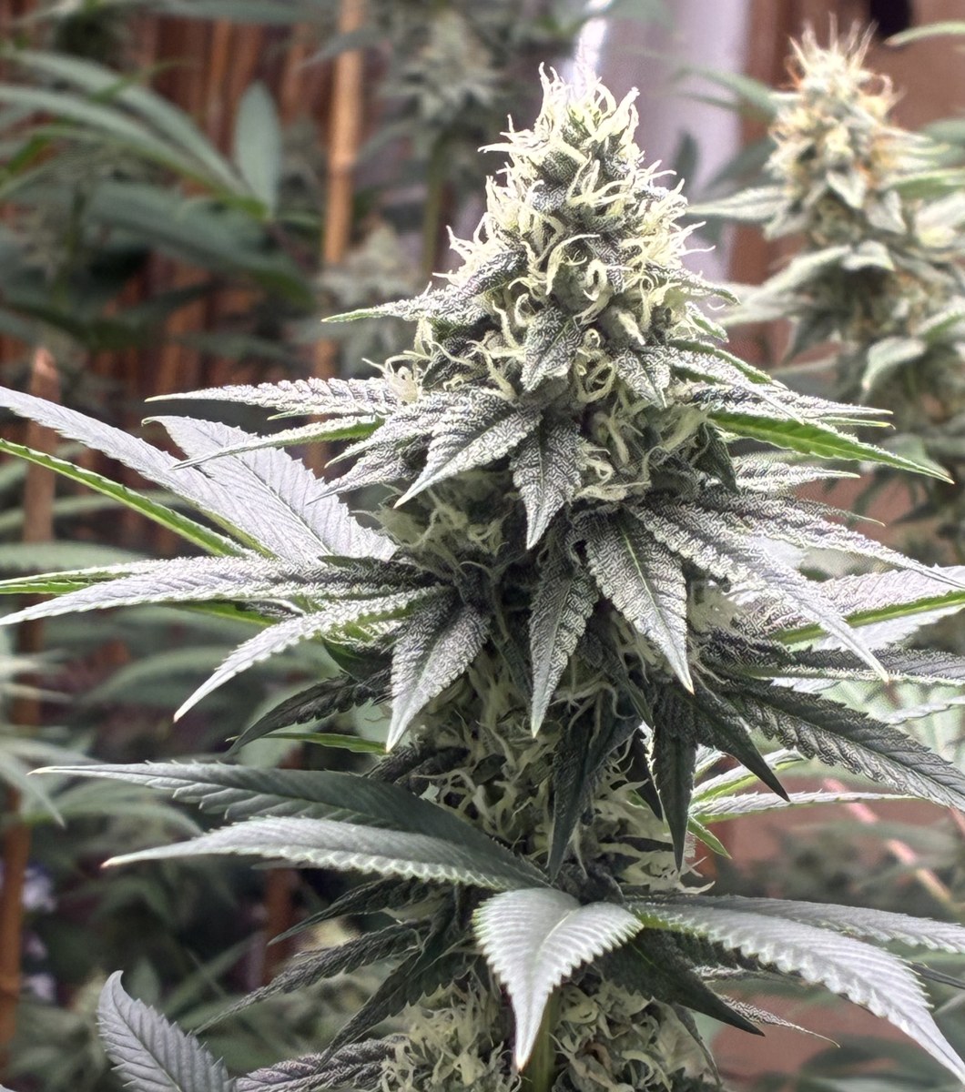 bbs-grow-diaries/blimburnseeds-com/user-44192/3d9af324144a1eb6